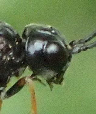 Réf. 308 427 : Emphytus melanarius